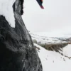 Snowboard Burton Blossom Camber