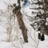Snowboard Burton Family Tree Hometown Hero Camber Snowboard Burton Family Tree Hometown Hero Camber
