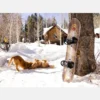 Snowboard Burton Fish 3D Directional Flat Top Snowboard Burton Fish 3D Directional Flat Top